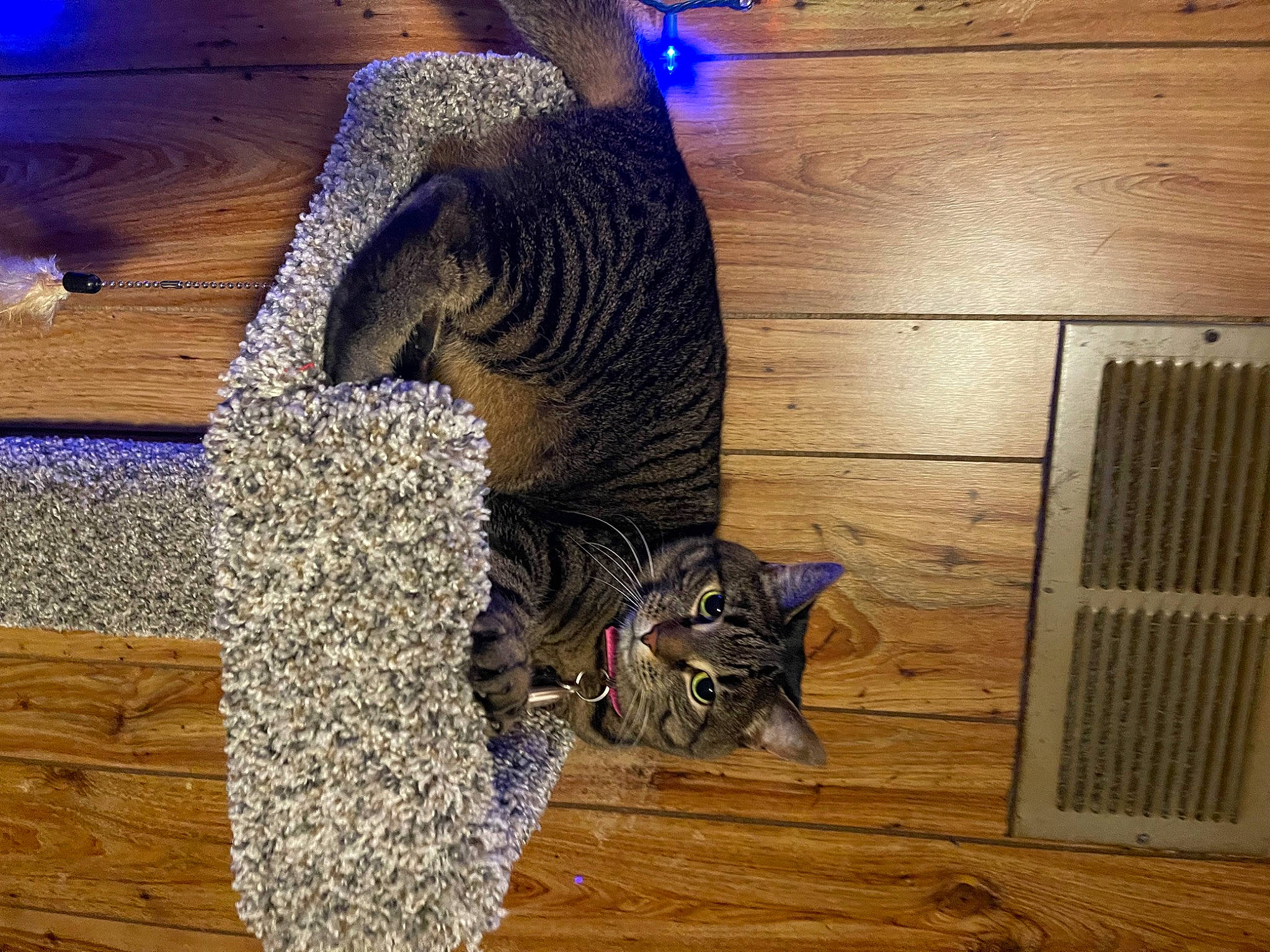 Chicken is registered to the contest to win money with this photo: blue, carnivore, cat, cat_supply, comfort, domestic_short_haired_cat, fawn, felidae, floor, flooring, fur, hardwood, mammal, pet_supply, small_to_medium_sized_cats, tail, terrestrial_animal, whiskers, wood, wood_stain