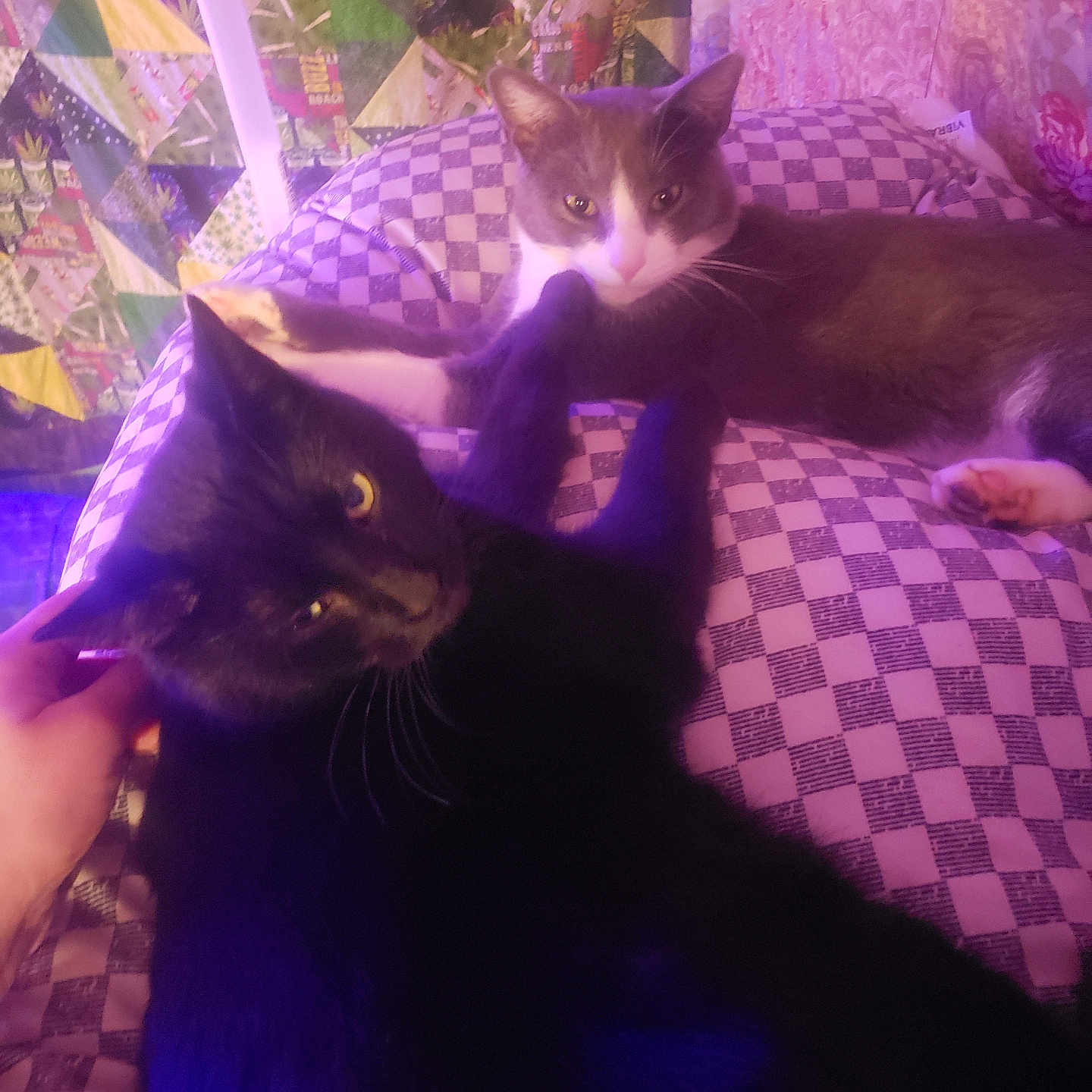 Boots And Binx