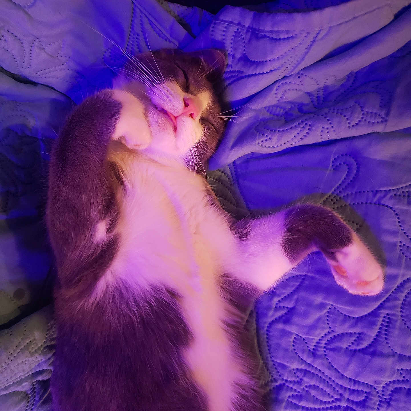 Boots joined the competition — help win amazing prizes! abyssinian, animal, bed, blanket, cat, chair, couch, furniture, homedecor, kitten, linen, manx, pattern, person, pet, purple, quilt, siamese, sleeping, velvet