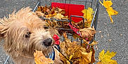 Tate is registered to the contest to win money with this photo: dog, shopping_cart, autumn_leaves, outdoor, pavement, pet, fall, leaves, brown_dog, canine, harness, metal_cart, nature, seasonal, cute, animal, playful, curious, street, daylight