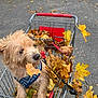 dog, shopping_cart, autumn_leaves, outdoor, pavement, pet, fall, leaves, brown_dog, canine, harness, metal_cart, nature, seasonal, cute, animal, playful, curious, street, daylight