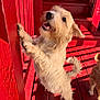Tate joined the competition — help win amazing prizes! dog, happy, standing, red_wall, red_stairs, wooden_floor, outdoor, sunlight, pet, fur, canine, smiling, playful, tail, ears, daylight, animal, friendship, companion, cute