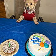 Tate joined the competition — help win amazing prizes! dog, birthday_cake, cake, table, blue_tablecloth, chair, birthday_candle, celebration, indoor, pet, red_sweater, happy, festive, sprinkles, icing, colorful, food, party, animal, smiling