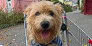 Tate joined the competition — help win amazing prizes! autumn_leaves, canine, cloudy, daytime, dog, fence, fur, happy, house, outdoor, paw, pet, residential_area, shopping_cart, sidewalk, sky, street, tongue, urban, walkway