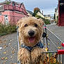 Tate joined the competition — help win amazing prizes! dog, shopping_cart, autumn_leaves, outdoor, street, residential_area, fence, house, sidewalk, sky, cloudy, paw, tongue, fur, happy, pet, canine, walkway, urban, daytime