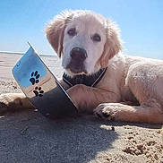 Atlas a rejoint le concours — aidez-le/la à gagner de superbes lots ! dog, puppy, golden_retriever, beach, sand, sunlight, metal_bowl, paw_prints, outdoor, pet, animal, lying_down, young_dog, cute, summer, sunny, nature, collar, canine, relaxing