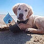 dog, puppy, golden_retriever, beach, sand, sunlight, metal_bowl, paw_prints, outdoor, pet, animal, lying_down, young_dog, cute, summer, sunny, nature, collar, canine, relaxing