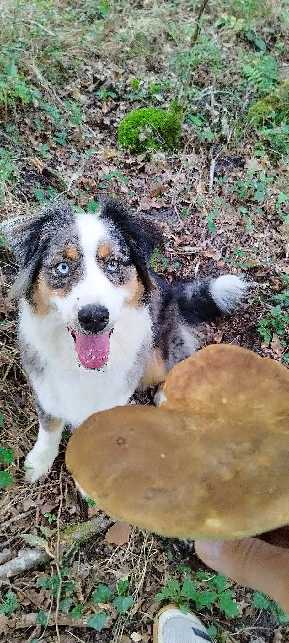 Thya participe au concours pour gagner de l'argent avec cette photo : carnivore, companion_dog, dog, dog_breed, grass, herding_dog, natural_landscape, plant, sporting_group, terrestrial_animal, tree, working_dog