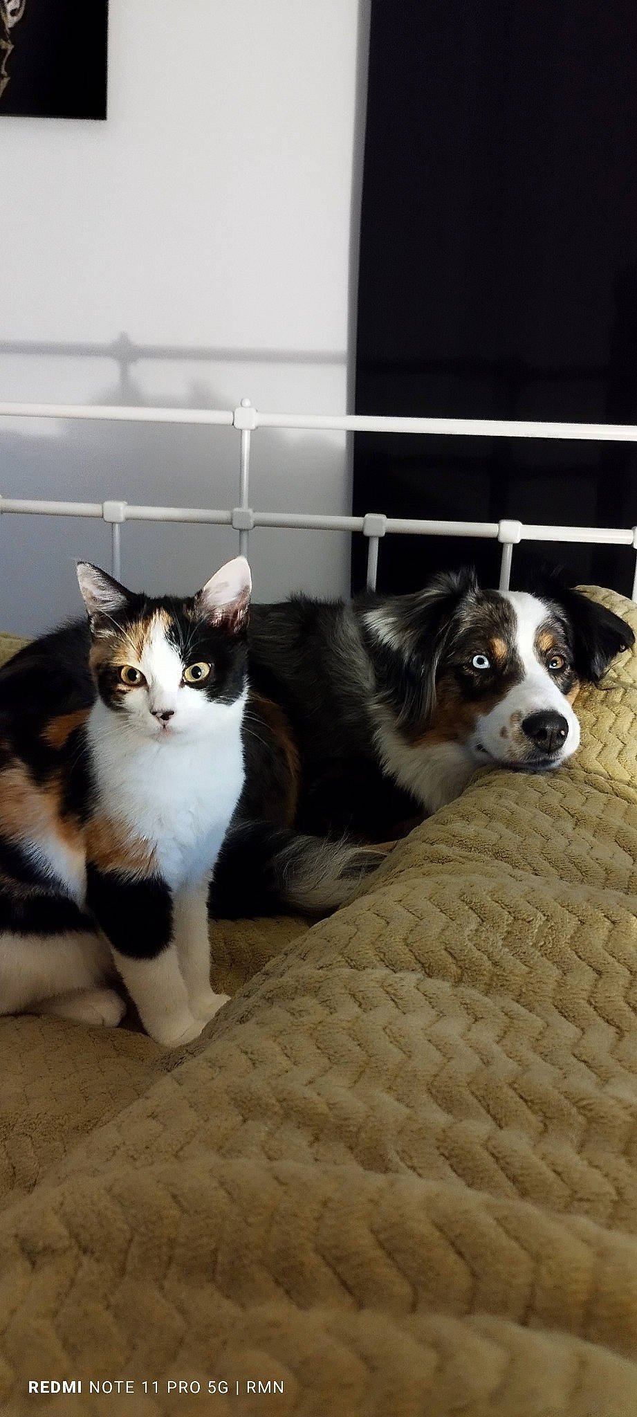 Polka a rejoint le concours — aidez-le/la à gagner de superbes lots ! carnivore, cat, comfort, companion_dog, dog, dog_breed, dog_supply, domestic_short_haired_cat, felidae, flooring, fur, mammal, paw, small_to_medium_sized_cats, snout, tail, terrestrial_animal, vertebrate, whiskers, working_animal