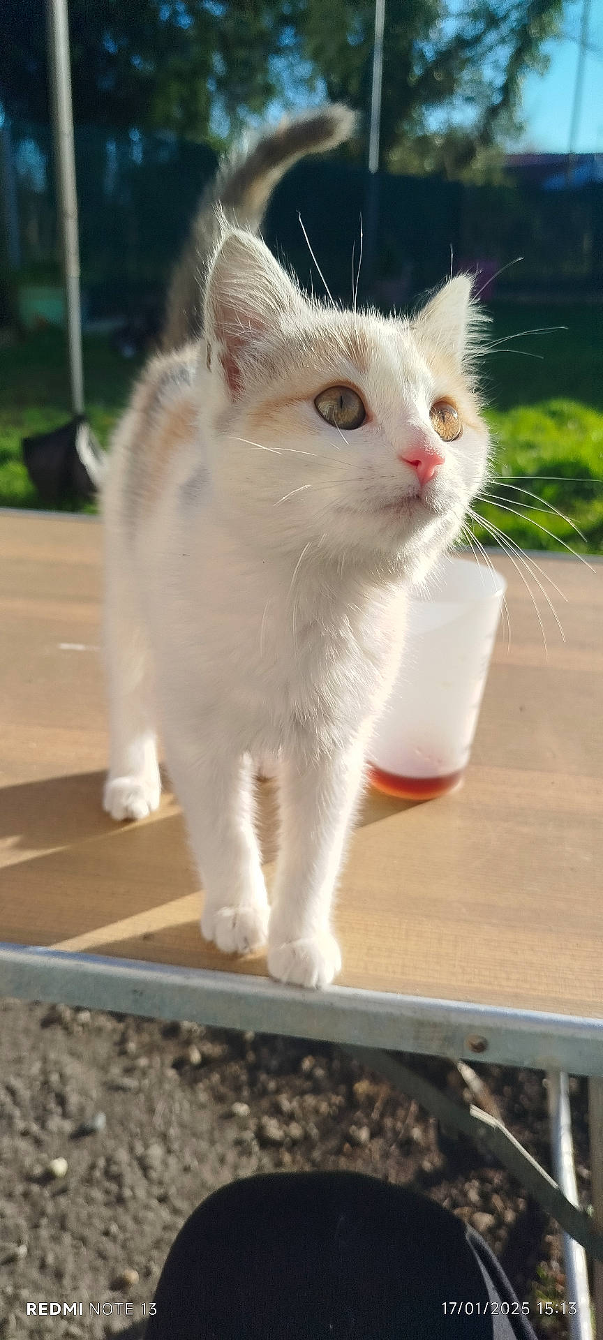 Polka participe au concours pour gagner de l'argent avec cette photo : abyssinian, adult, angora, animal, beverage, cat, coffee, coffeecup, cup, female, head, kitten, manx, person, pet, plywood, siamese, soil, woman, wood