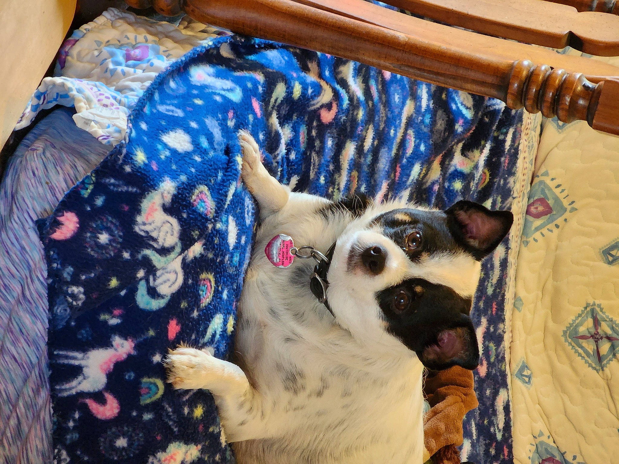 Lola joined the competition — help win amazing prizes! blue, canidae, carnivore, comfort, companion_dog, couch, dog, dog_breed, fawn, felidae, fur, linens, pattern, room, small_to_medium_sized_cats, snout, sporting_group, whiskers, wood, working_animal