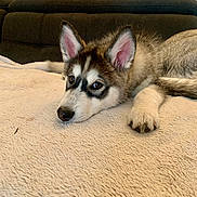 Soa participe au concours pour gagner de l'argent avec cette photo : dog, puppy, husky, lying_down, blanket, indoor, sofa, fur, ears, face, paw, brown, white, cozy, pet, cute, relaxed, home, animal, resting