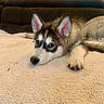 Soa participe au concours pour gagner de l'argent avec cette photo : animal, blanket, brown, cozy, cute, dog, ears, face, fur, home, husky, indoor, lying_down, paw, pet, puppy, relaxed, resting, sofa, white