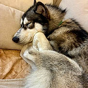Soa a rejoint le concours — aidez-le/la à gagner de superbes lots ! animal, blanket, calm, closeup, companion, couch, cozy, cute, dog, domestic, fluffy, fur, husky, indoors, paw, pet, pillow, relaxed, resting, sleeping
