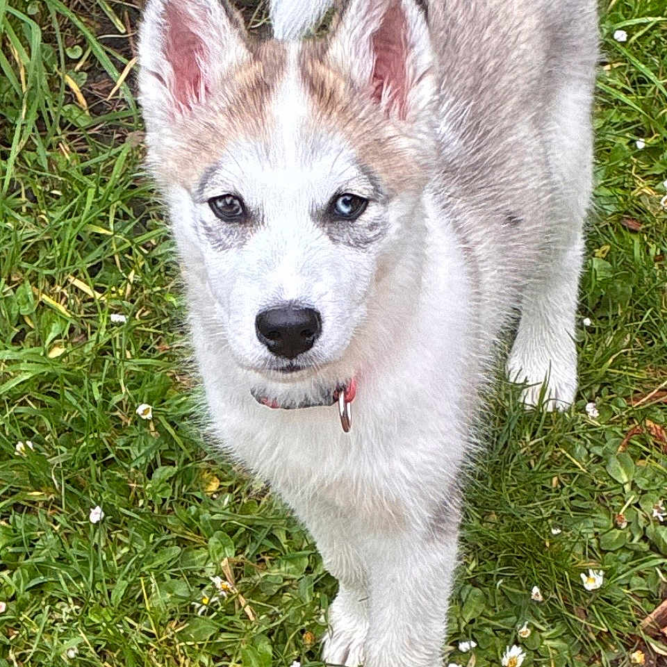 Rose a rejoint le concours — aidez-le/la à gagner de superbes lots ! husky, puppy, dog, grass, greenery, outdoor, animal, pet, young, cute, fur, ears, tail, nature, collar, walking, small_flowers, canine, alert, looking
