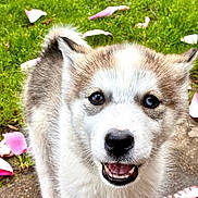 Rose a rejoint le concours — aidez-le/la à gagner de superbes lots ! puppy, dog, outdoor, grass, flower_petals, path, animal, cute, fur, happy, pet, young_dog, nature, close_up, face, smiling, canine, playful, small_dog, daylight