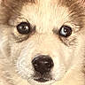Rose participe au concours pour gagner de l'argent avec cette photo : puppy, dog, close_up, face, eyes, fur, cute, pet, animal, mammal, portrait, young, adorable, fluffy, whiskers, nose, expression, soft, domestic_animal, canine