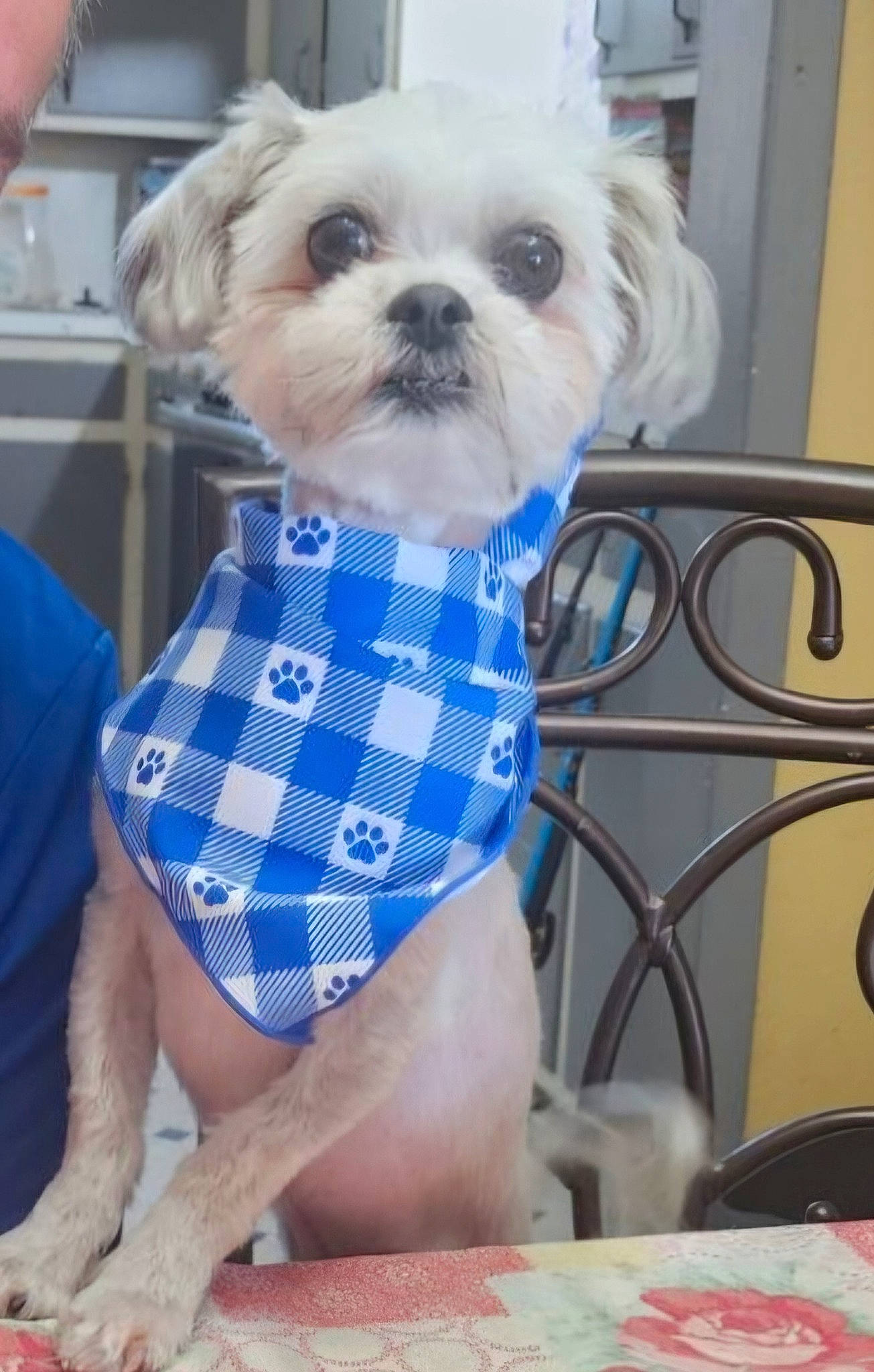 Auggie is registered to the contest to win money with this photo: canidae, carnivore, collar, comfort, companion_dog, dog, dog_breed, dog_clothes, dog_supply, electric_blue, fawn, fur, human_leg, pattern, pet_supply, small_terrier, sporting_group, thigh, toy_dog, working_animal