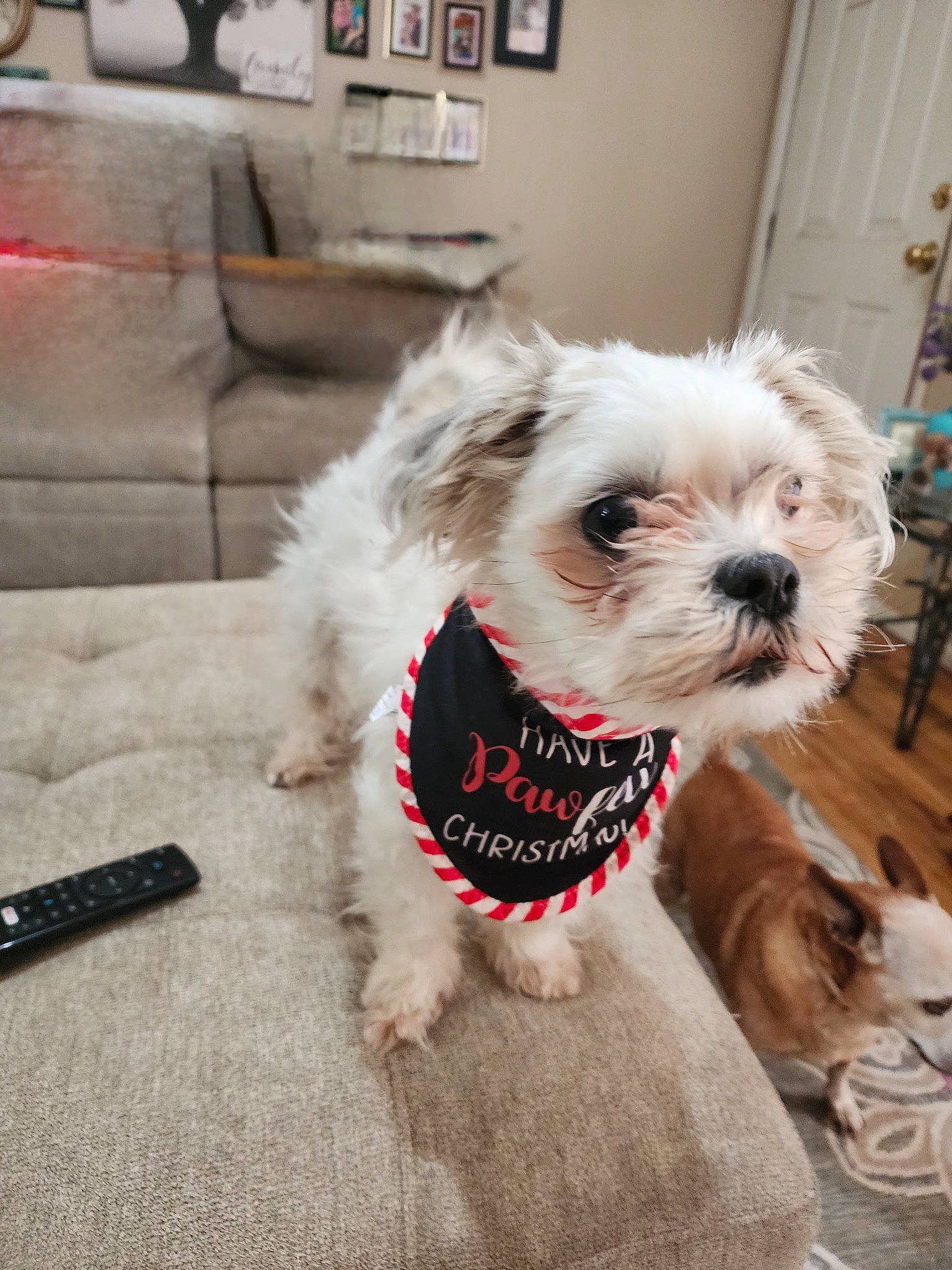 Auggie joined the competition — help win amazing prizes! canidae, carnivore, collar, companion_dog, couch, dog, dog_breed, dog_collar, dog_supply, fashion_accessory, fur, picture_frame, remote_control, small_terrier, snout, sporting_group, sunglasses, terrier, toy_dog, working_animal