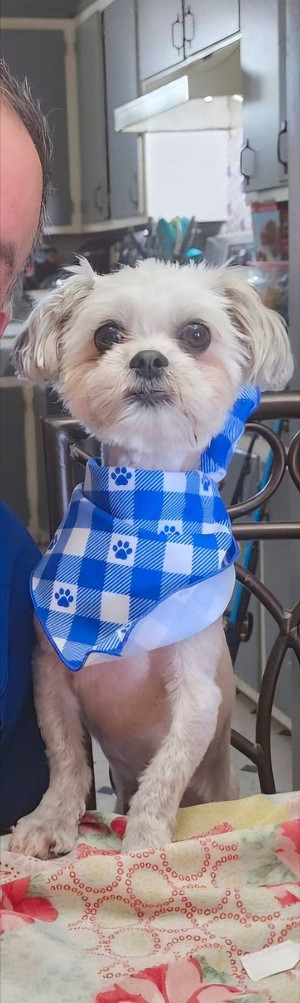 Auggie is registered to the contest to win money with this photo: blue, canidae, carnivore, collar, companion_dog, dog, dog_breed, dog_clothes, dog_supply, electric_blue, eye, pattern, pet_supply, shih_tzu, sleeve, snout, sporting_group, toy, toy_dog, working_animal