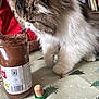cat, christmas_tree_pattern, closeup, cork, curious, domestic_animal, feline, fluffy, food_container, green_cap, home, indoor, nutella_jar, patterned, person, pet, red_jacket, spoon, table, tablecloth