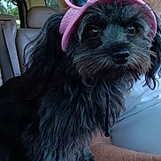 Rosie is registered to the contest to win money with this photo: dog, black_dog, pet, visor, pink, heart_shaped_sunglasses, car_interior, blanket, person, white_shirt, fur, cute, close_up, companion, indoor, seat, window, animal, portrait, sitting