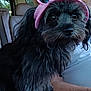 dog, black_dog, pet, visor, pink, heart_shaped_sunglasses, car_interior, blanket, person, white_shirt, fur, cute, close_up, companion, indoor, seat, window, animal, portrait, sitting