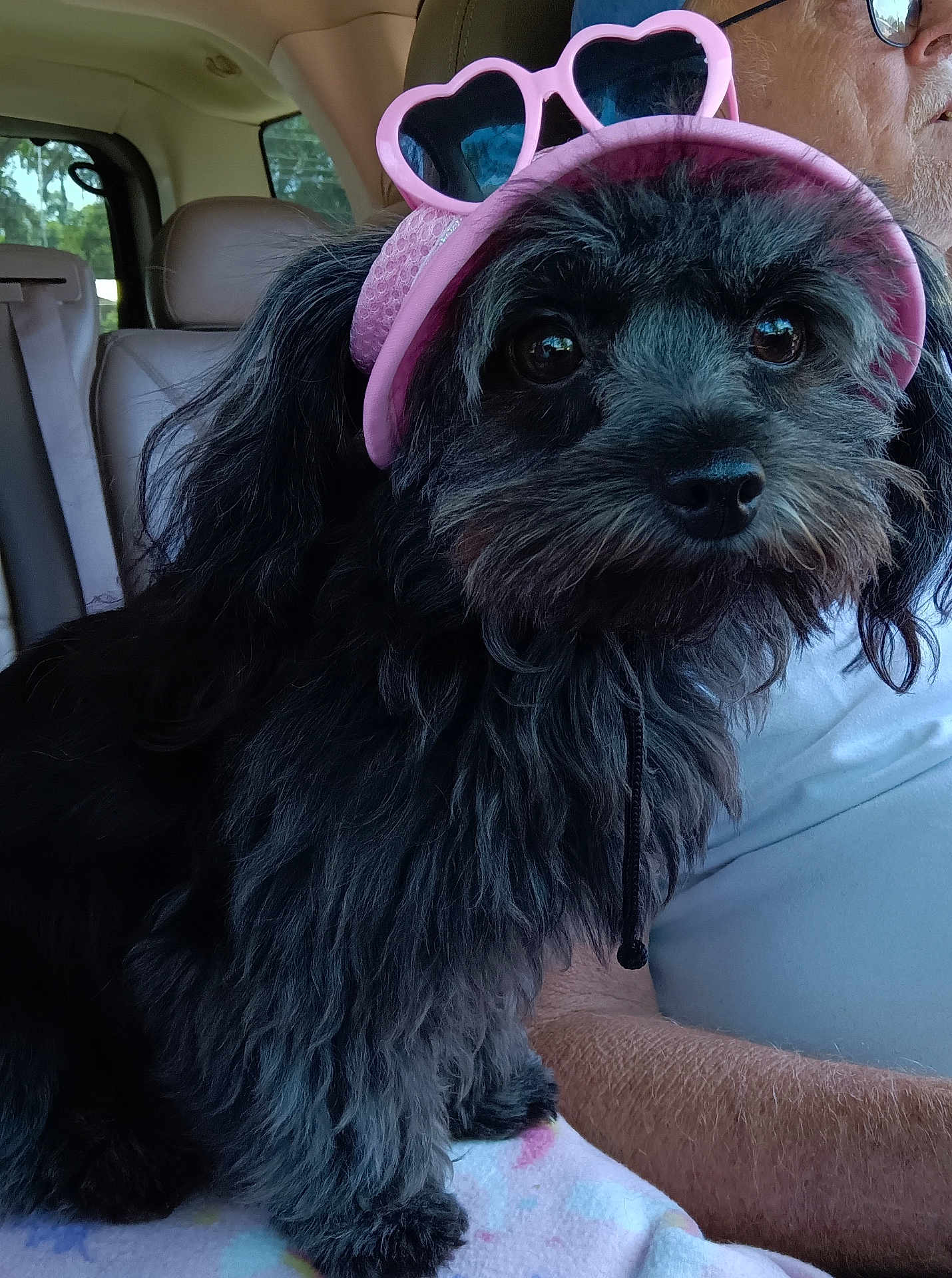 Rosie is registered to the contest to win money with this photo: dog, black_dog, pet, visor, pink, heart_shaped_sunglasses, car_interior, blanket, person, white_shirt, fur, cute, close_up, companion, indoor, seat, window, animal, portrait, sitting