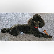 Zoey joined the competition — help win amazing prizes! dog, poodle, black_dog, pet, indoor, carpet, toy, bone_toy, collar, lying_down, animal, canine, cute, alert, fur, mammal, companion, domestic, resting, playful