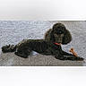 dog, poodle, black_dog, pet, indoor, carpet, toy, bone_toy, collar, lying_down, animal, canine, cute, alert, fur, mammal, companion, domestic, resting, playful