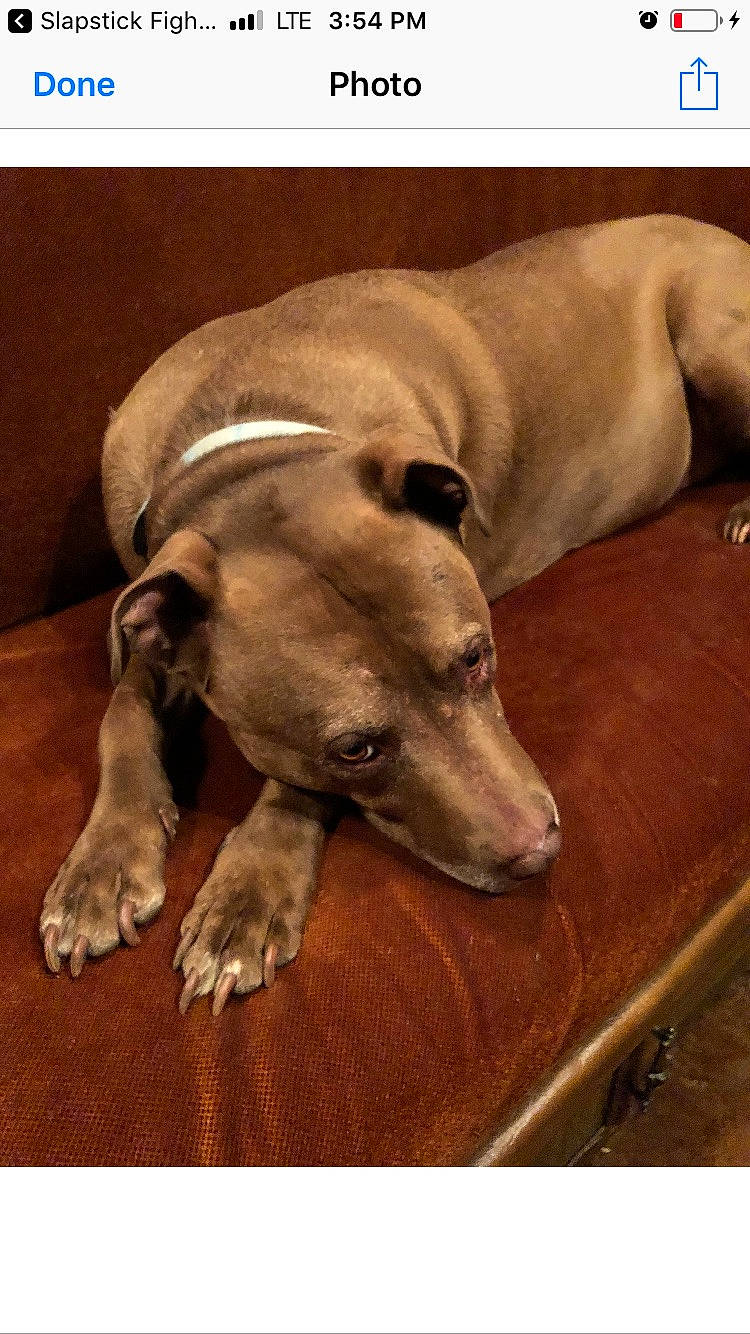 Geo joined the competition — help win amazing prizes! carnivore, comfort, companion_dog, dog, dog_breed, flooring, guard_dog, pet_supply, rectangle, terrestrial_animal, whiskers, wood, working_animal