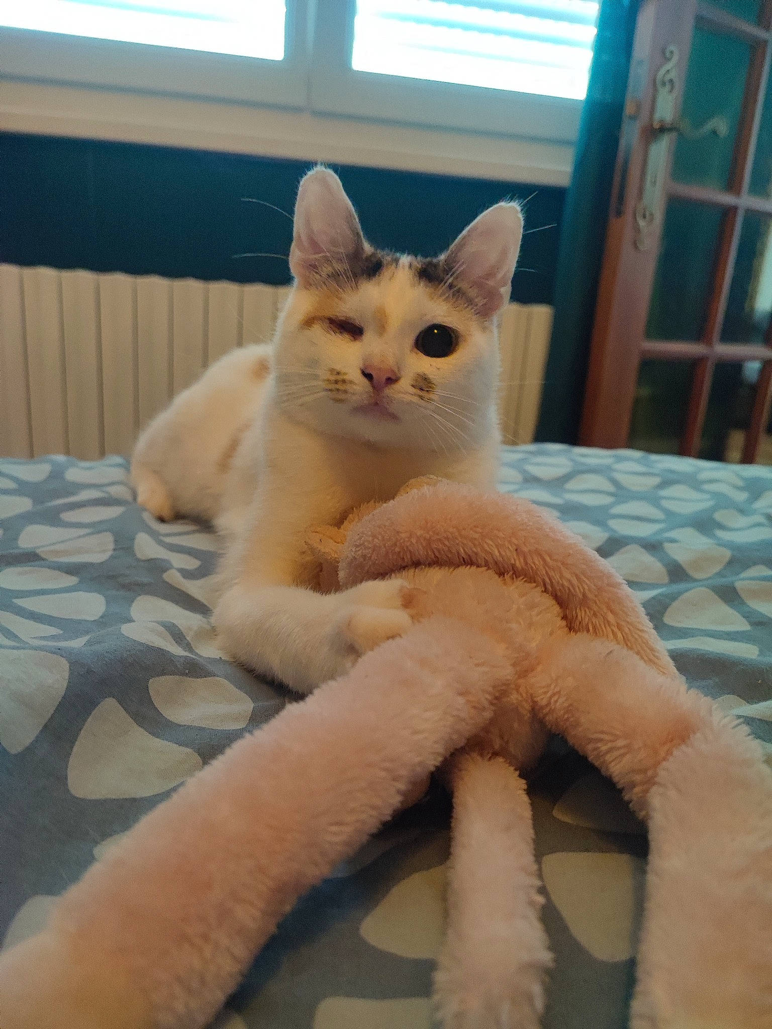 Swane a rejoint le concours — aidez-le/la à gagner de superbes lots ! carnivore, cat, claw, comfort, domestic_short_haired_cat, door, fawn, felidae, fur, linens, paw, small_to_medium_sized_cats, snout, tail, whiskers, wood