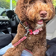 Truffle is registered to the contest to win money with this photo: dog, brown_fur, curly_fur, pet, collar, leash, car_interior, seat, happy, smiling, closeup, animal, companion, domestic_animal, cute, furry, portrait, indoor, vehicle, travel