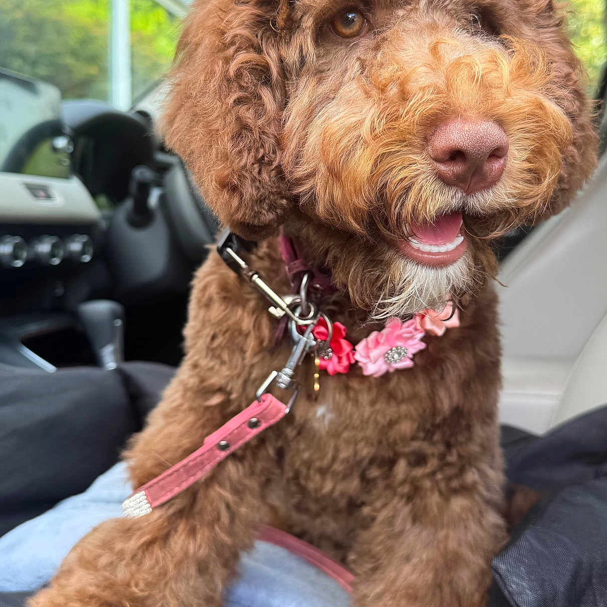 Truffle is registered to the contest to win money with this photo: animal, brown_fur, car_interior, closeup, collar, companion, curly_fur, cute, dog, domestic_animal, furry, happy, indoor, leash, pet, portrait, seat, smiling, travel, vehicle