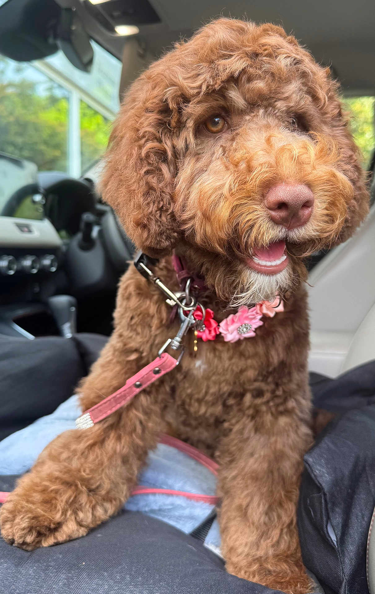 Truffle is registered to the contest to win money with this photo: dog, brown_fur, curly_fur, pet, collar, leash, car_interior, seat, happy, smiling, closeup, animal, companion, domestic_animal, cute, furry, portrait, indoor, vehicle, travel