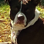 Karma Bamarma joined the competition — help win amazing prizes! dog, black_and_white, outdoor, grass, sunlight, animal, pet, canine, relaxed, nature, fall, leaves, portrait, mammal, daylight, laying_down, fur, ears, snout, collar