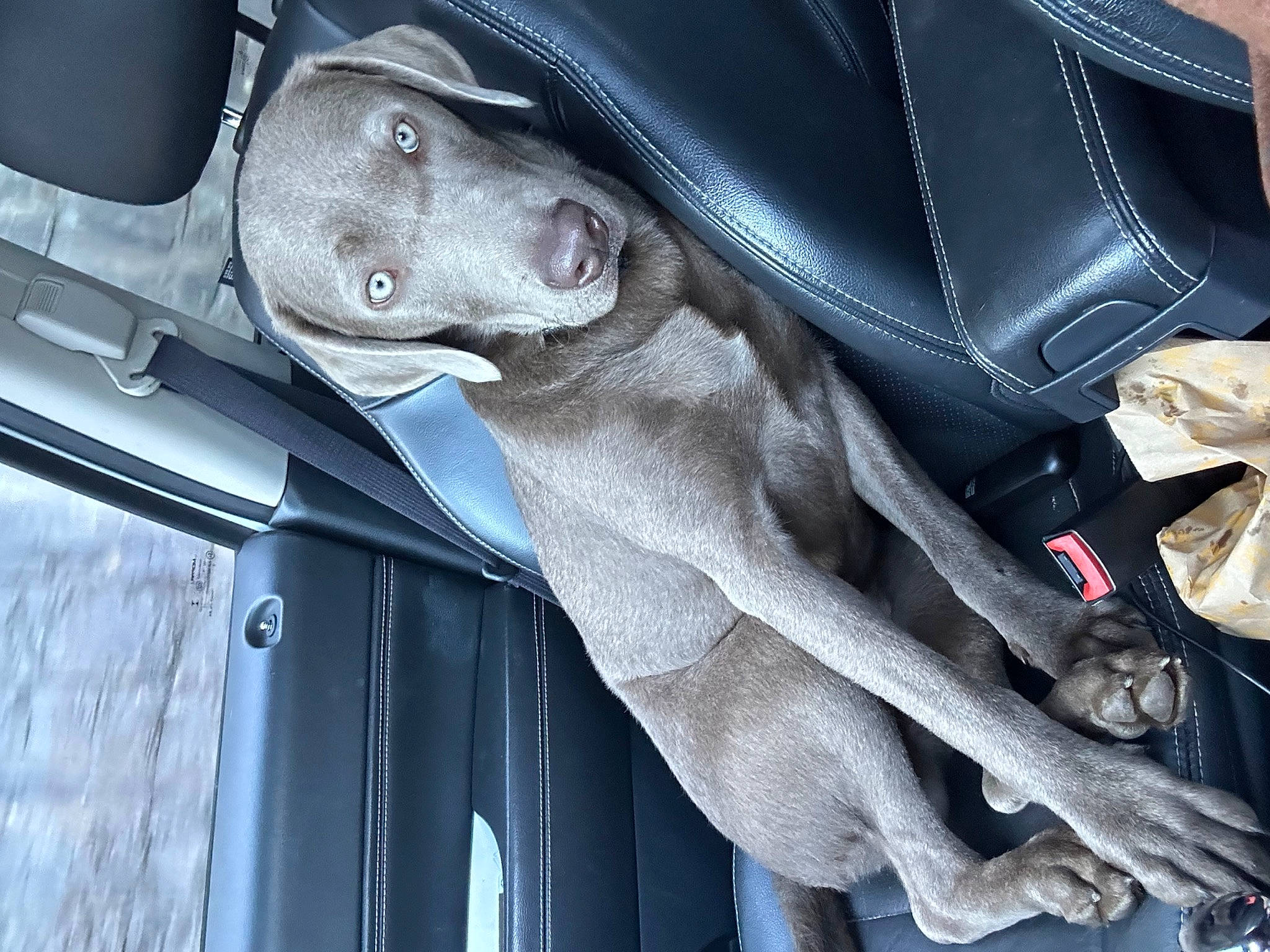 Atlas is registered to the contest to win money with this photo: auto_part, automotive_design, automotive_exterior, automotive_lighting, automotive_tire, automotive_wheel_system, automotive_window_part, bumper, car_seat, electric_blue, family_car, grey, hood, leather_jacket, motor_vehicle, personal_luxury_car, sleeve, vehicle, vehicle_door, windshield