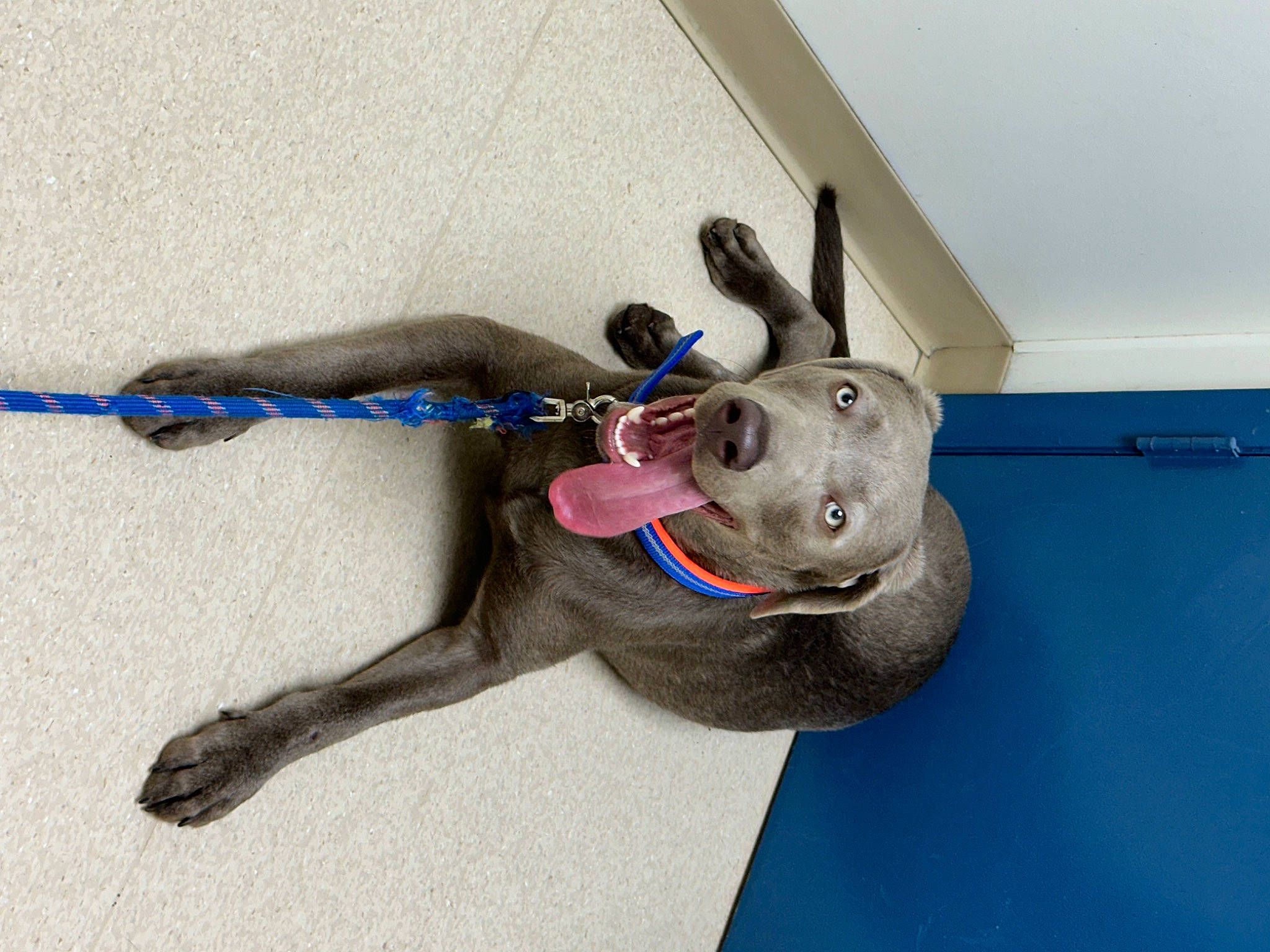 Atlas joined the competition — help win amazing prizes! art, canidae, carnivore, companion_dog, dog, dog_breed, electric_blue, fawn, non_sporting_group, personal_protective_equipment, snout, sporting_group, sports_toy, tail, terrestrial_animal, toy, working_animal