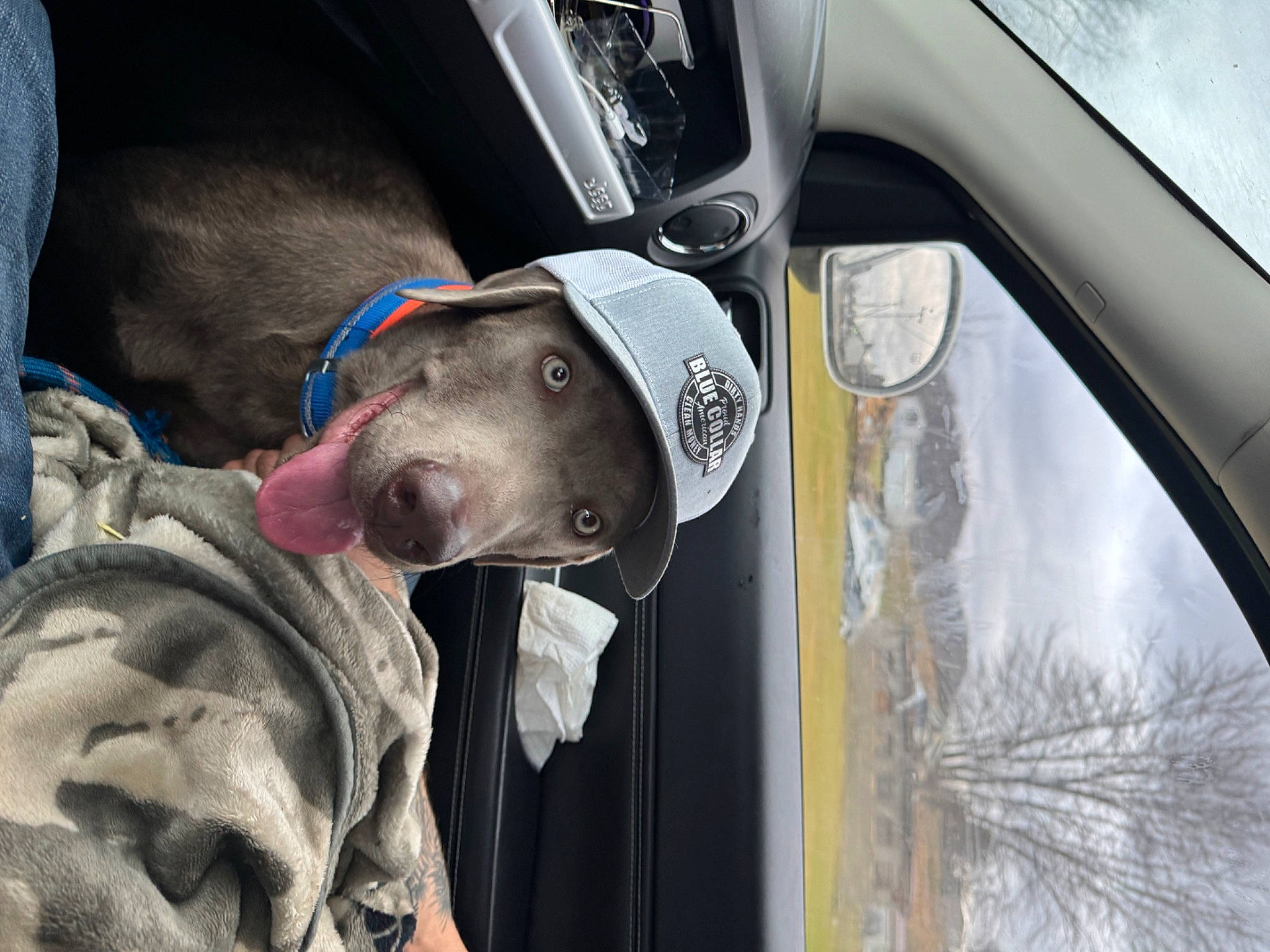 Atlas is registered to the contest to win money with this photo: auto_part, automotive_exterior, automotive_lighting, automotive_mirror, automotive_tire, car, car_seat, carnivore, collar, dog, dog_breed, motor_vehicle, rear_view_mirror, steering_wheel, tints_and_shades, tree, vehicle, vehicle_door, window, windshield