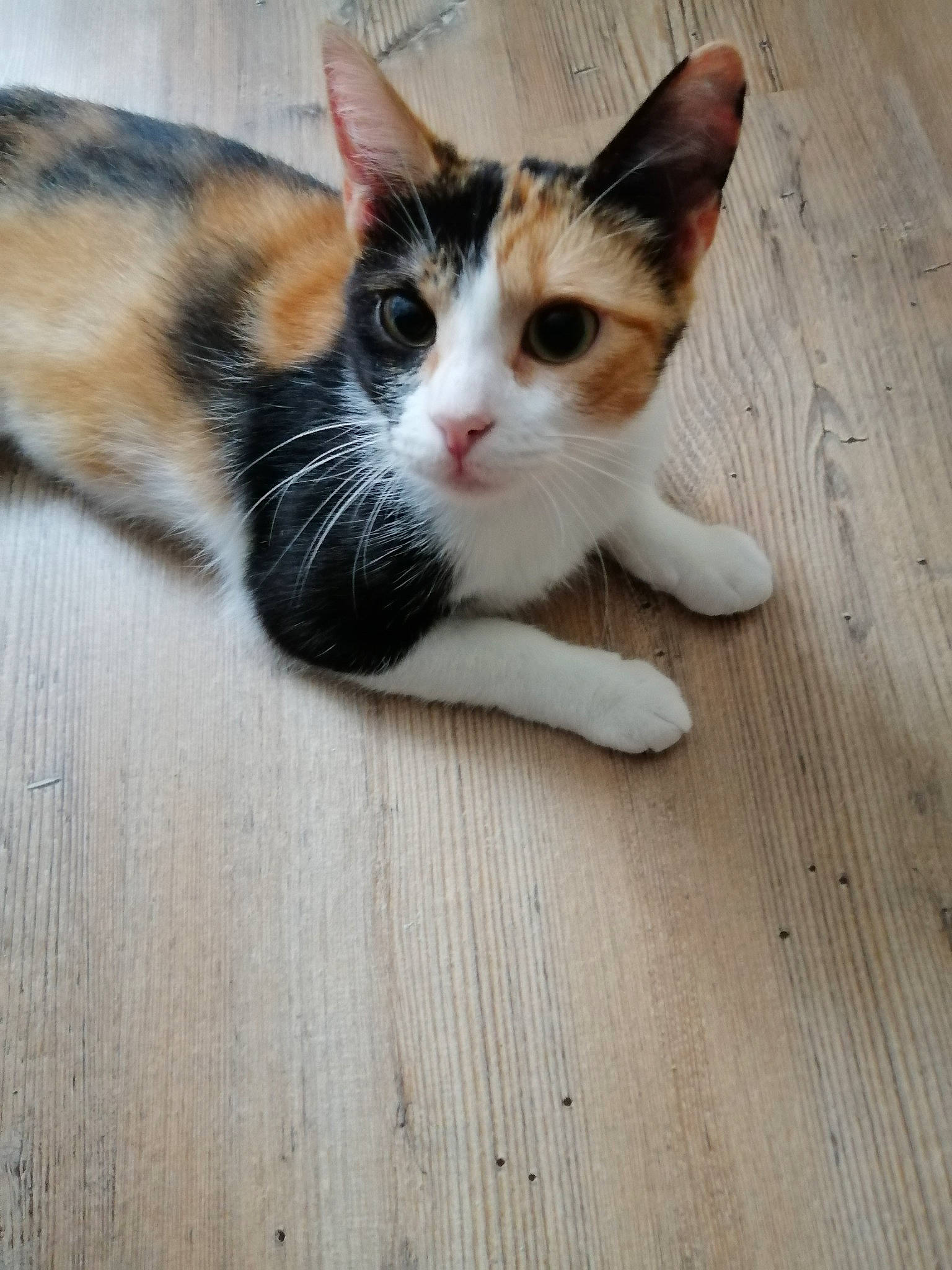 Isis participe au concours pour gagner de l'argent avec cette photo : carnivore, cat, domestic_short_haired_cat, eye, fawn, felidae, floor, flooring, foot, hand, hardwood, leg, paw, plank, small_to_medium_sized_cats, snout, tail, whiskers, wood, wood_stain