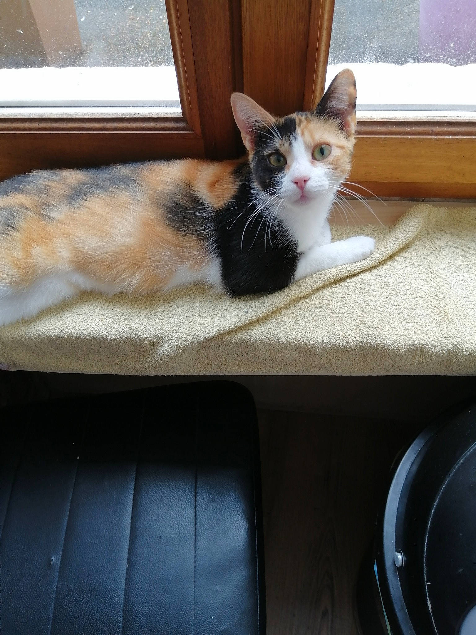 Isis a rejoint le concours — aidez-le/la à gagner de superbes lots ! carnivore, cat, comfort, couch, domestic_short_haired_cat, felidae, flooring, fur, grey, hardwood, line, paw, rectangle, sitting, small_to_medium_sized_cats, table, tail, whiskers, window, wood