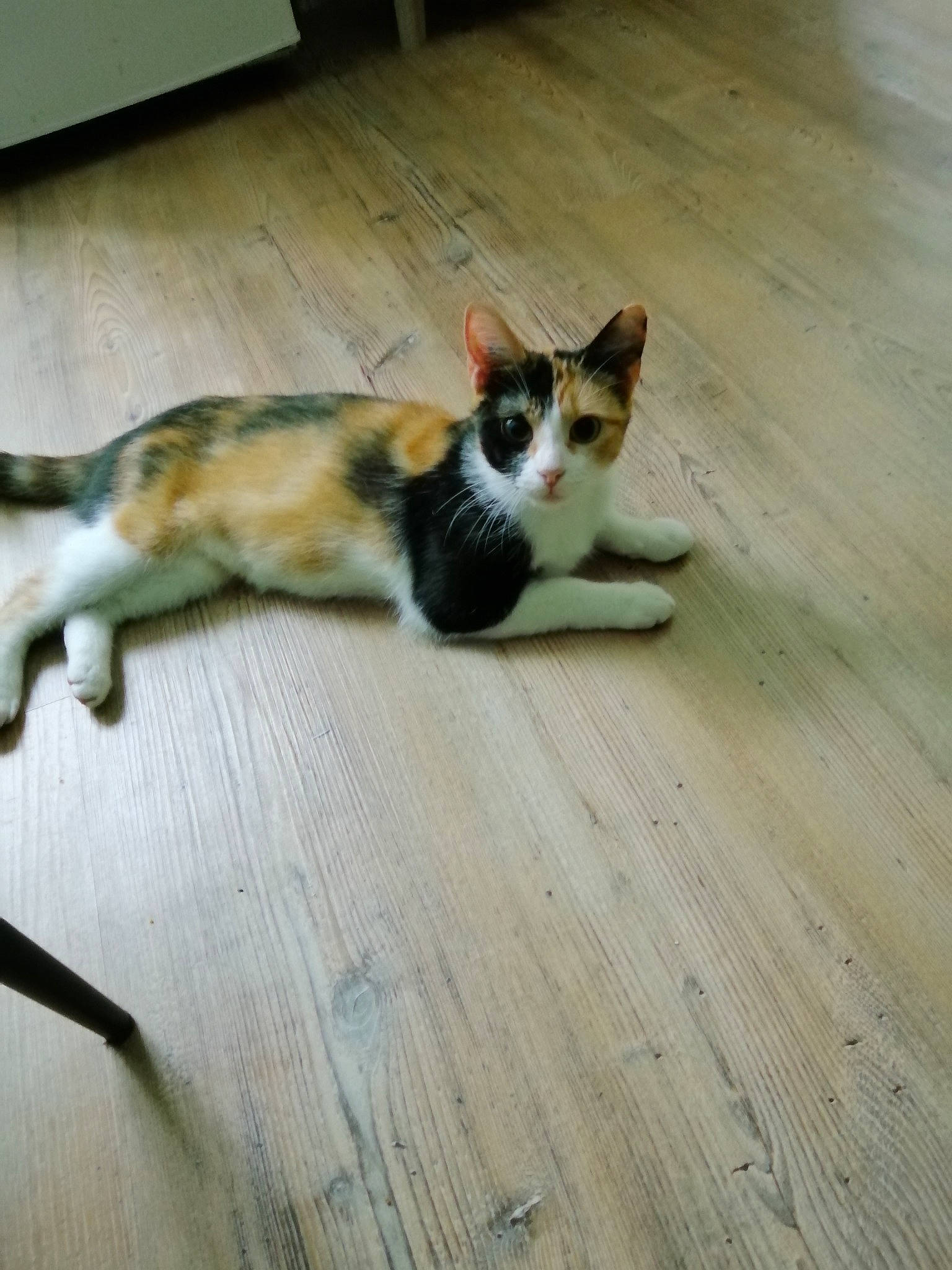 Isis participe au concours pour gagner de l'argent avec cette photo : carnivore, cat, comfort, domestic_short_haired_cat, fawn, felidae, floor, flooring, foot, fur, hardwood, laminate_flooring, paw, small_to_medium_sized_cats, snout, tail, whiskers, wood, wood_flooring, wood_stain