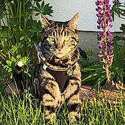 Miso is registered to the contest to win money with this photo: cat, tabby, grass, flower, purple_flower, greenery, outdoor, pet, animal, nature, sunlight, harness, whiskers, tail, plant, garden, summer, closeup, feline, portrait