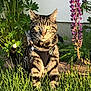 cat, tabby, grass, flower, purple_flower, greenery, outdoor, pet, animal, nature, sunlight, harness, whiskers, tail, plant, garden, summer, closeup, feline, portrait