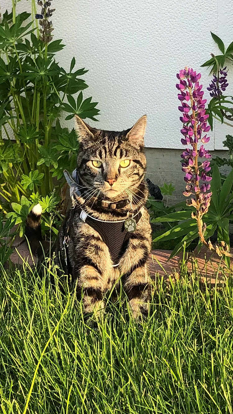 Miso is registered to the contest to win money with this photo: cat, tabby, grass, flower, purple_flower, greenery, outdoor, pet, animal, nature, sunlight, harness, whiskers, tail, plant, garden, summer, closeup, feline, portrait