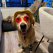 Eddy participe au concours pour gagner de l'argent avec cette photo : dog, golden_retriever, hat, sunglasses, indoor, smiling, pet, floor, furniture, plant, mirror, modern, happy, accessories, cool, legs, wearing, cute, portrait, canine