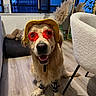 dog, golden_retriever, hat, sunglasses, indoor, smiling, pet, floor, furniture, plant, mirror, modern, happy, accessories, cool, legs, wearing, cute, portrait, canine
