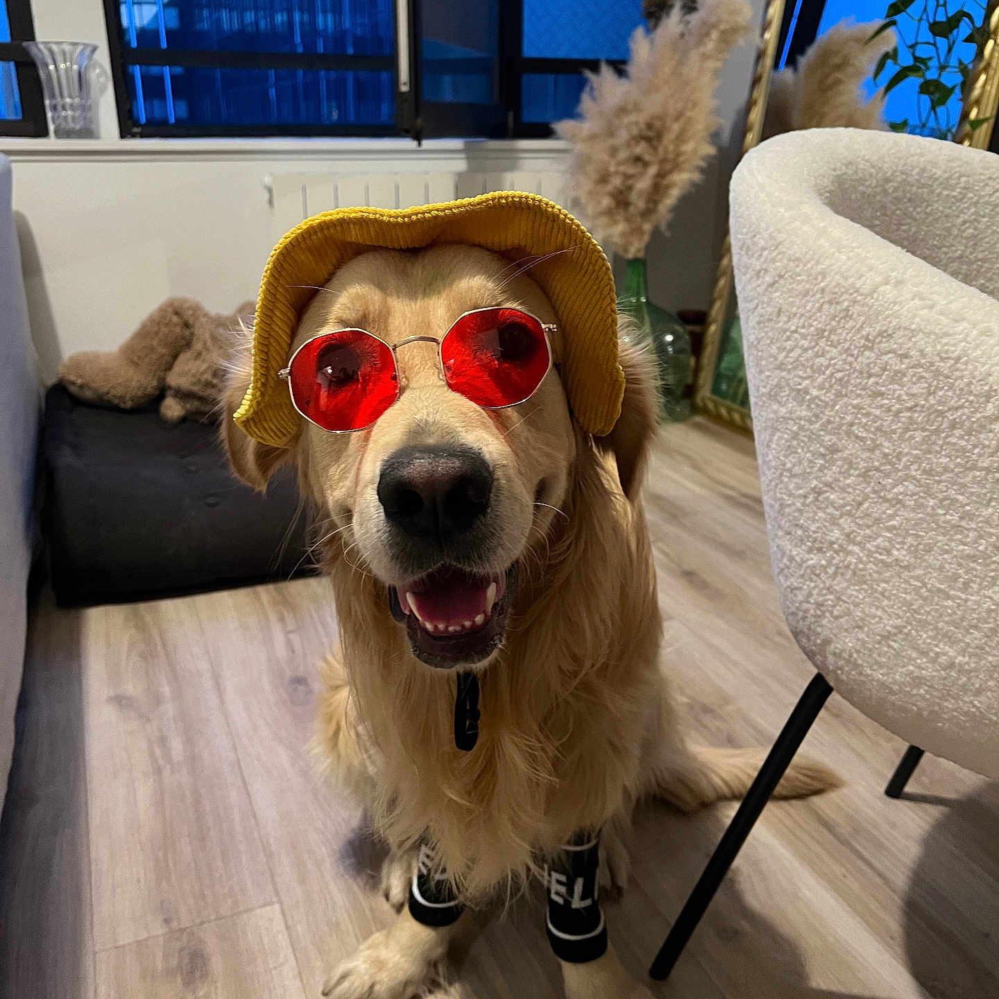 Eddy participe au concours pour gagner de l'argent avec cette photo : dog, golden_retriever, hat, sunglasses, indoor, smiling, pet, floor, furniture, plant, mirror, modern, happy, accessories, cool, legs, wearing, cute, portrait, canine