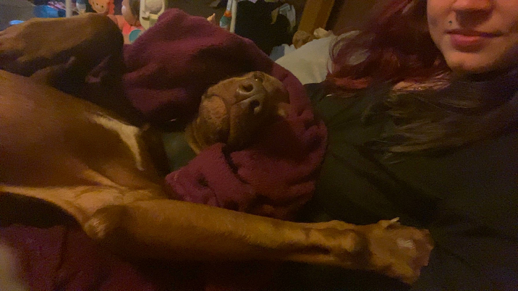 Gram is registered to the contest to win money with this photo: abdomen, bedding, blanket, child, comfort, companion_dog, event, felidae, flesh, fun, fur, linens, magenta, room, sitting, small_to_medium_sized_cats, stuffed_toy, textile, toy