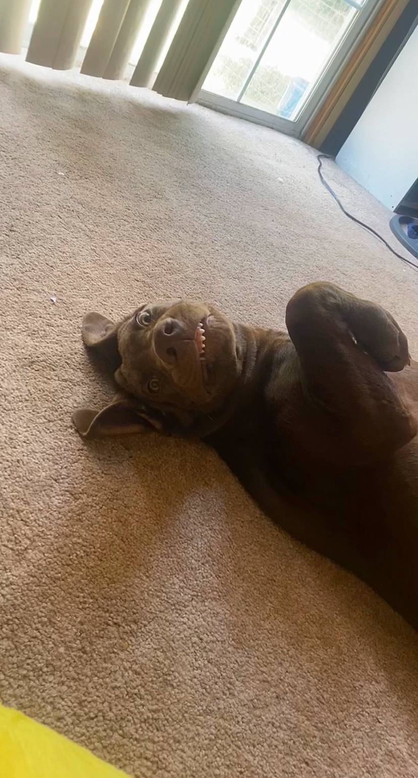 Zipp is registered to the contest to win money with this photo: art, artifact, bronze_sculpture, carving, comfort, fawn, flooring, foot, hardwood, human_leg, metal, sculpture, snout, soil, statue, stone_carving, terrestrial_animal, visual_arts, window, wood